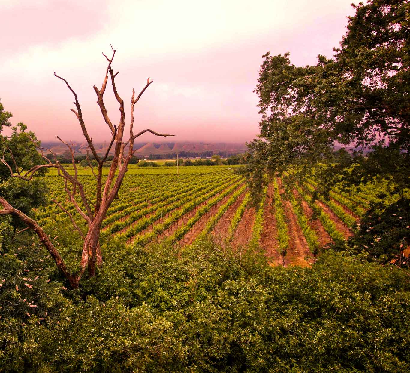 Spring 2018 newsletter and wine offering