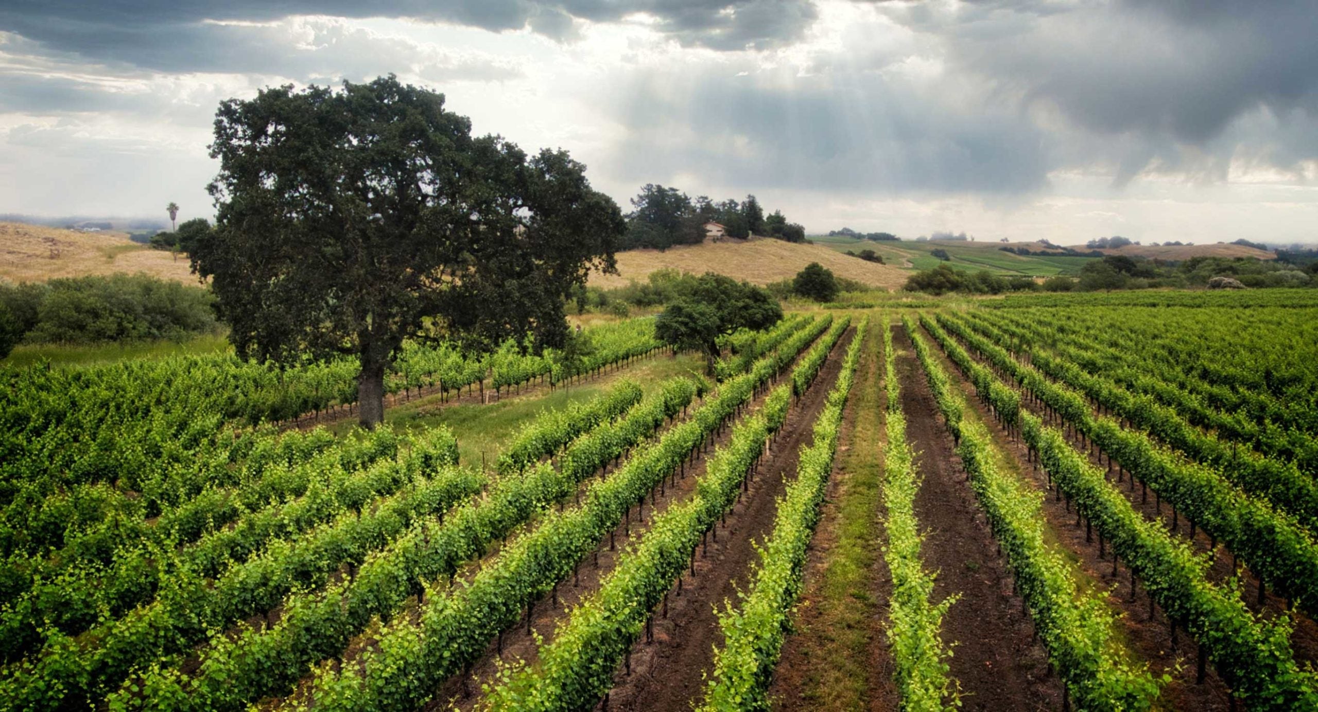 Pat Roney News and Events – Sojourncellars